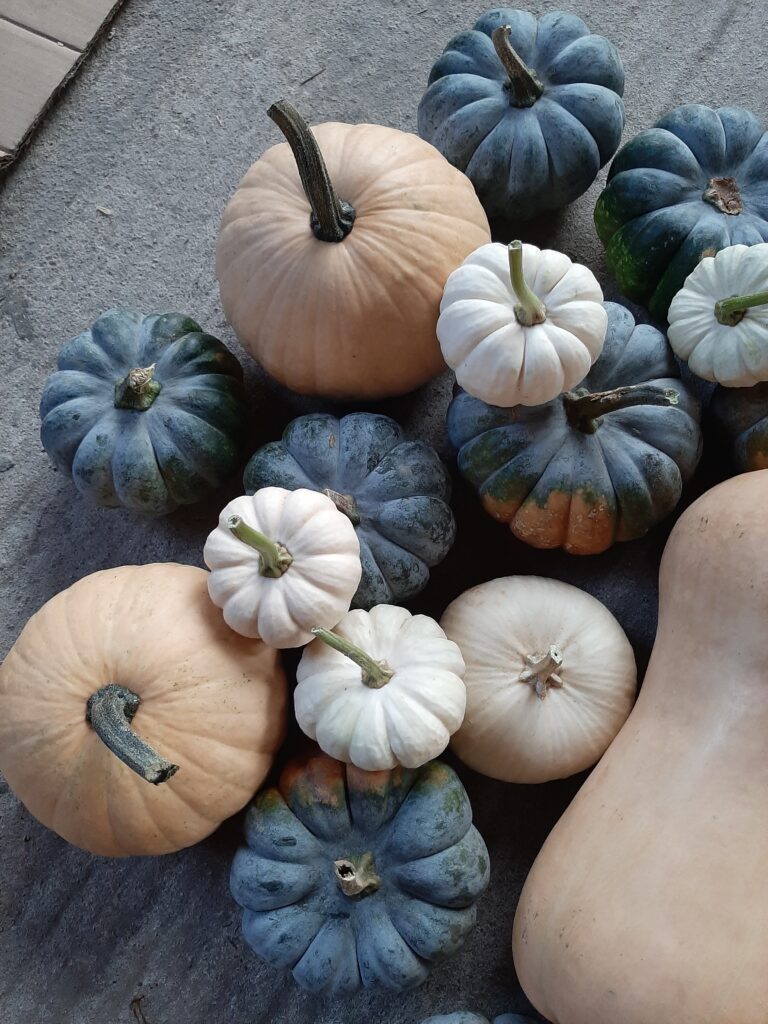 dynie ozdobne szare, białe baby boo i beżowe